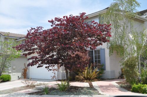 Cercis canadensis 'Forest Pansy' tree in urban garden