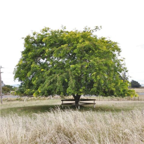 Gleditsia Tricanthos Sunburst - Honey Locust