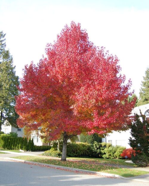Liquidambar styraciflua 'Worplesdon' in a street setting, autumn foliage