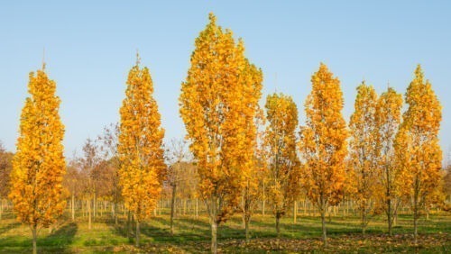 Liriodendron tulipifera 'Arnold' trees in a farm paddock