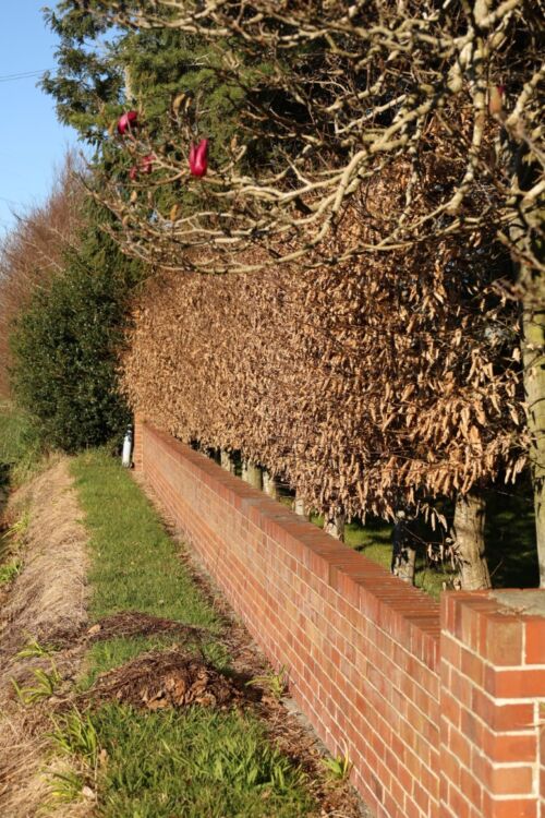 Carpinus betulus - Hornbeam, winter hedge