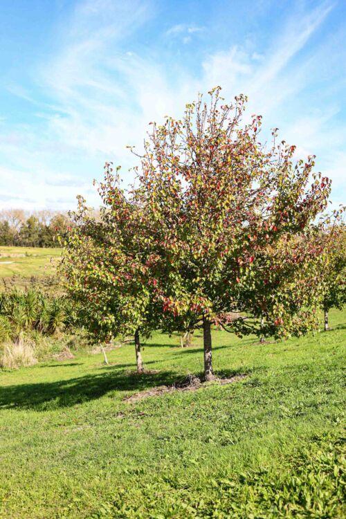 Pyrus calleryana 'Aristocrat' - Callery Pear in in Parkscape setting