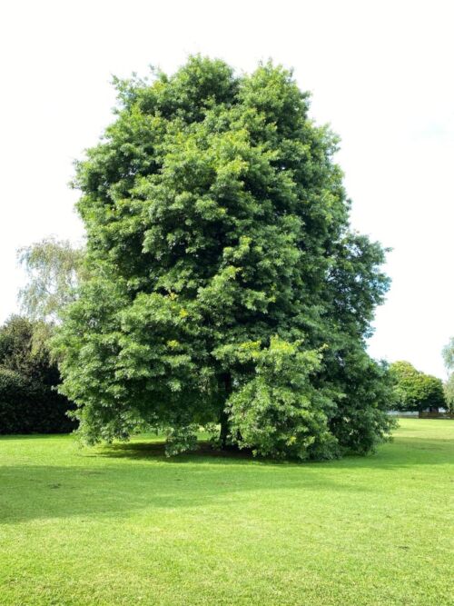 Quercus coccinea - Scarlet Oak tree in summer in a park