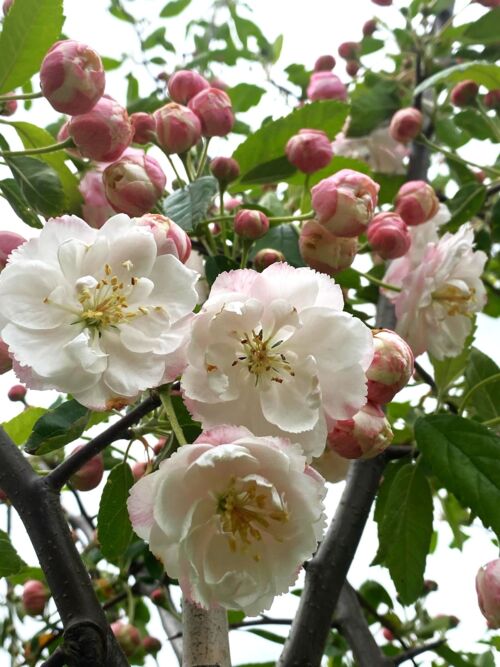 Malus ioensis 'Plena' - Betchel's Crabapple flowers and buds in spring