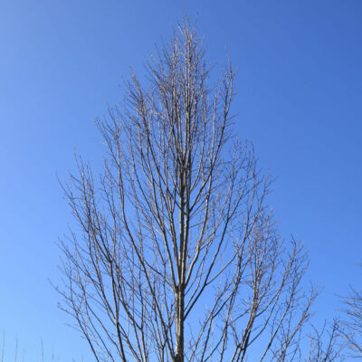Carpinus 'betulinus'. Fastigiata