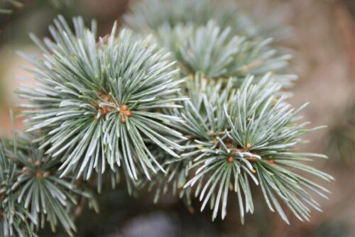 Cedrus Atlantica - Glauca