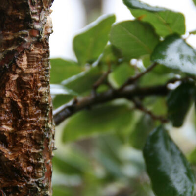 Quercus 'suber' - Cork Oak