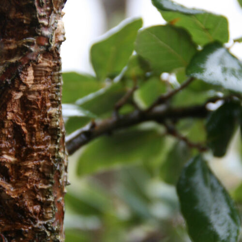 Quercus 'suber' - Cork Oak