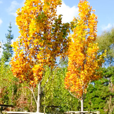 Liriodendron 'tulipifera' - Arnold