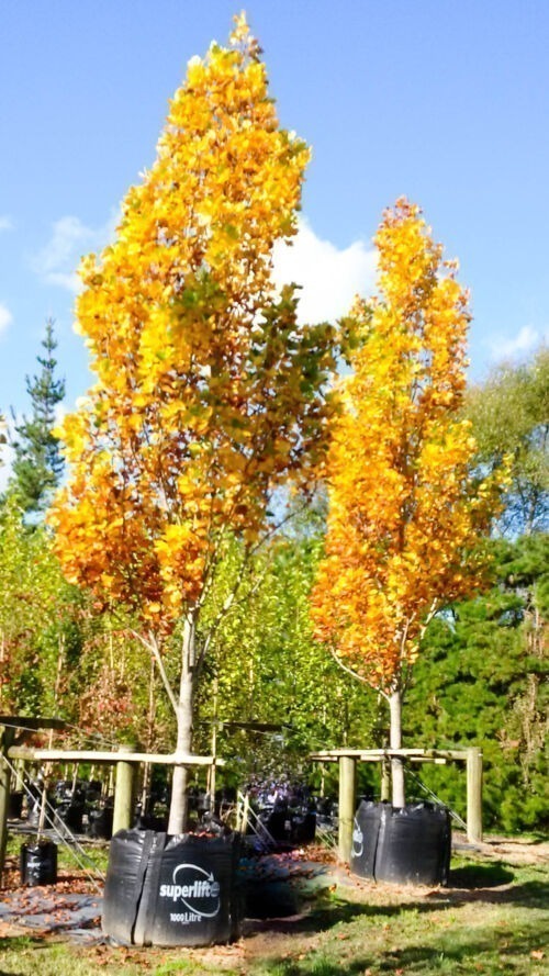 Liriodendron tulipifera 'Arnold' trees in autumn colouring