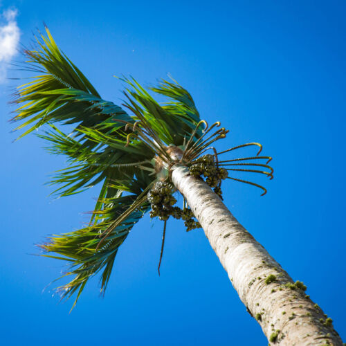 Howea 'forsteriana' - Kentia Palm