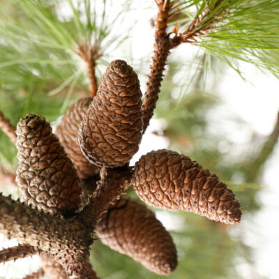 Pinus thunbergii 'Japanese Stone Pine'