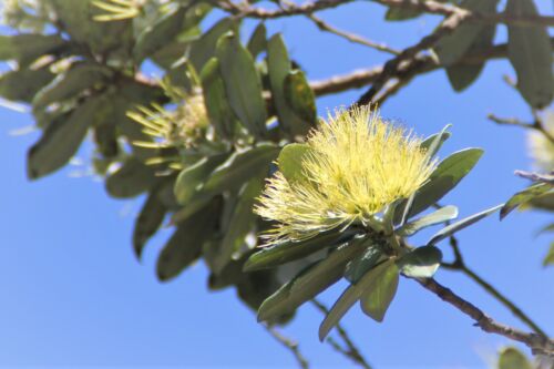 Metrosideros 'excelsa'. Moon Maiden