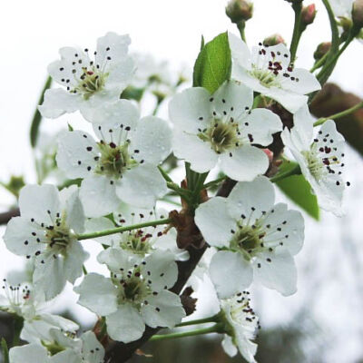 Pyrus calleryana - Aristocrat