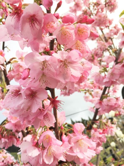 Prunus yedoensis 'Te Mara' deciduous flowering cherry, Pink Blossoms, upright habit, shade tree, feature tree, small garden, Autumn colour, pink blossoms
