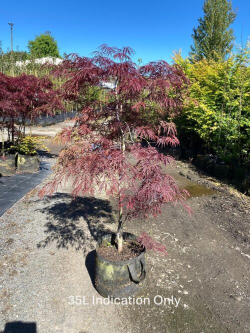 Acer palmatum dissectum 'Crimson Queen' 35L Nursery Speciman