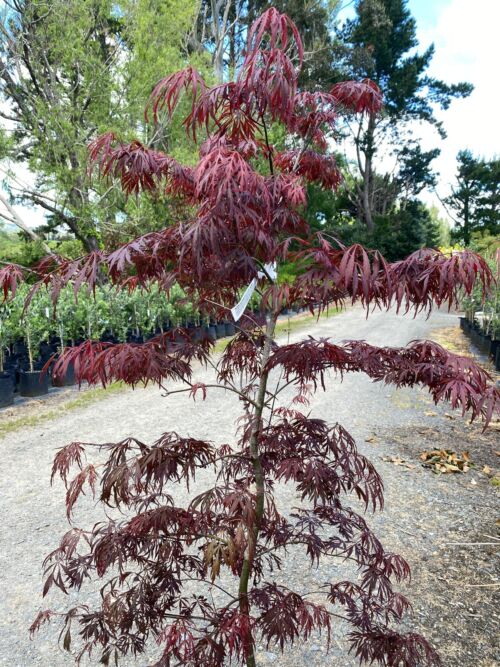 Acer palmatum dissectum 'Lionheart' Spring, tree form