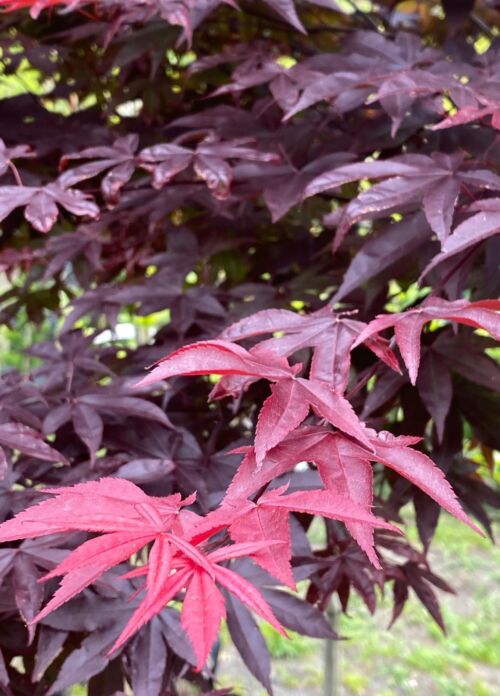 Acer palmatum ‘Red Emperor’ brilliant red leaves
