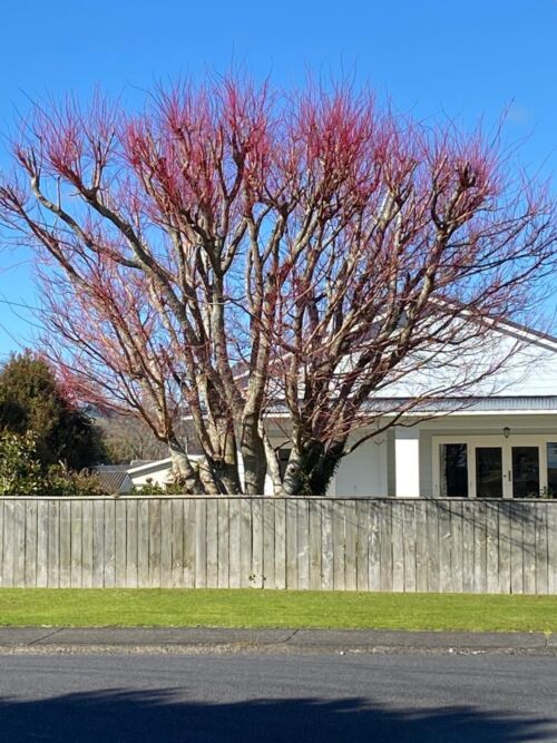 Acer palmatum ‘Senkaki’ - Coral Bark Maple, Tree in urban garden, red branches showing in winter