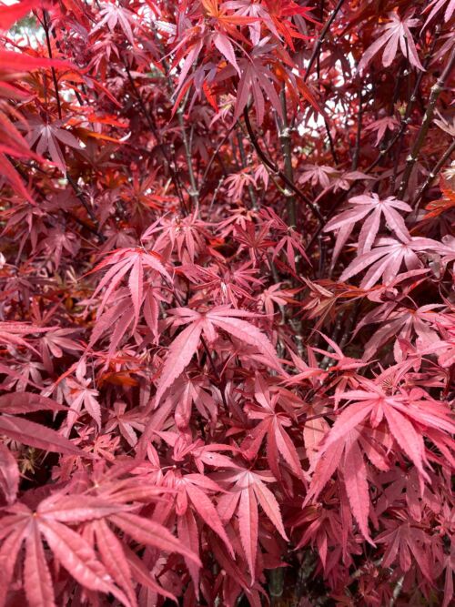 Acer palmatum ‘Skeeters Broom’ Red Spring Foliage