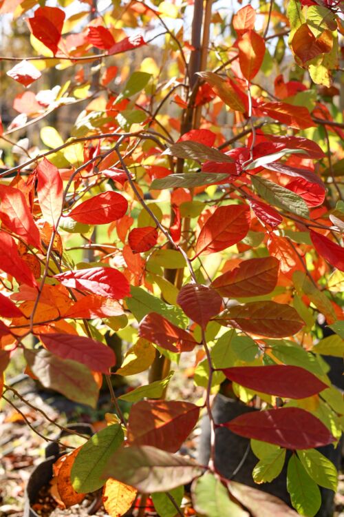 Amelanchier canadensis - Shad Bush yellow and orange Autumn foliage