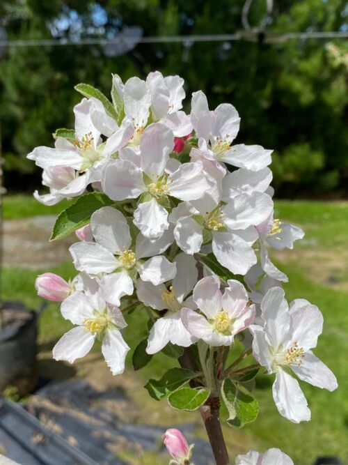 Apple 'Braeburn' white spring flowers