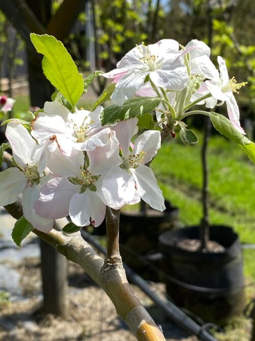 Apple 'Fuji" white spring flowers
