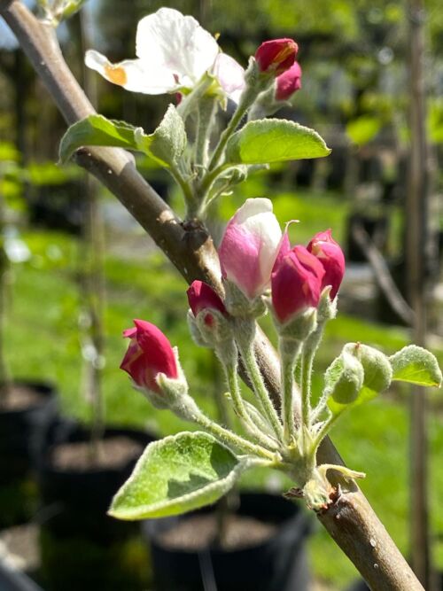 Apple 'Granny Smith' white blushed pink flower and red buds spring