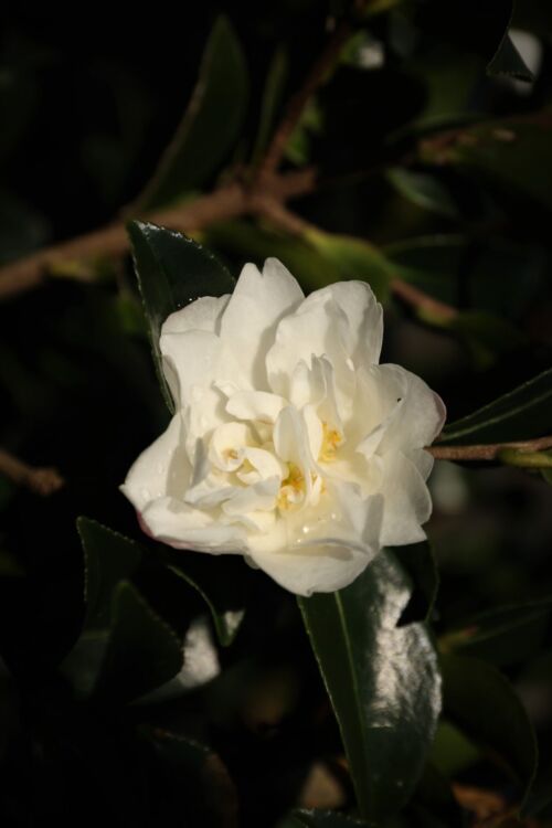 Camellia sasanqua ‘Silver Dollar’ white ruffeled flower