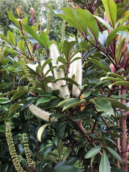 Cunonia capensis - Butter knife bush foliage and white flowers