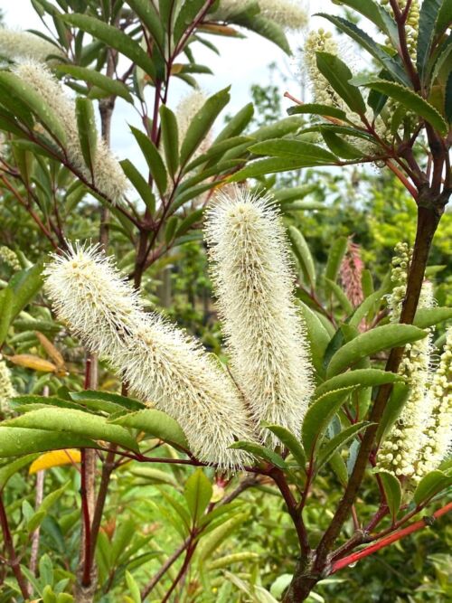 Cunonia capensis - Butter knife bush long white flowers in spring