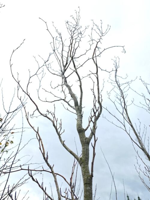 Fagus sylvatica ‘Dawyck’ - Columnar English Beech, branches, erect tree, narrow columnare