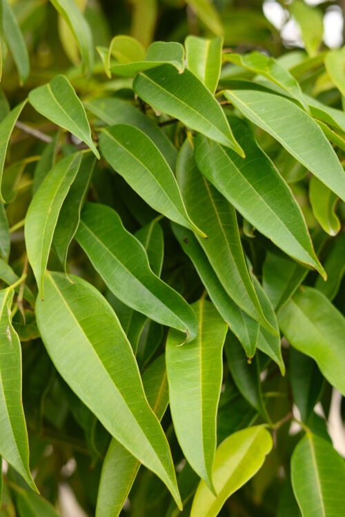 Ficus binnendijkii 'Amstel Queen' - Narrow Leafed Fig, long green leaves