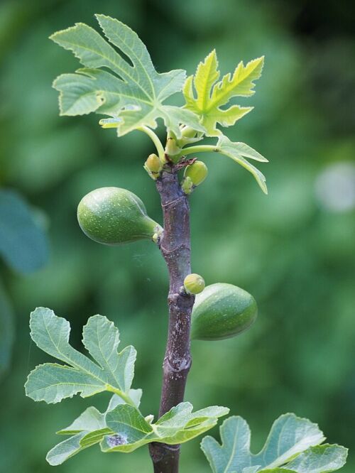 Fig 'French Sugar' (Ficus carica) fruit and leaf