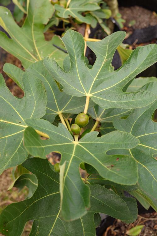 Fig ‘Mrs Williams’ (Ficus carica) leaf and fruit