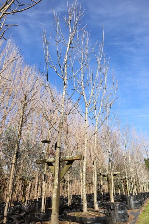 Fraxinus excelsior ‘Purple Spire’ - Purple Ash 400L Nursery specimans