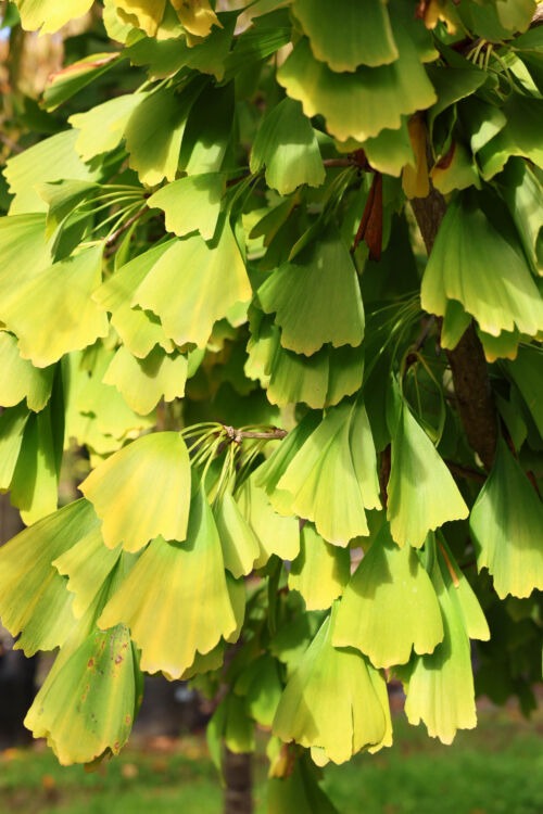 Ginkgo biloba ‘Saratoga’ yellow autumn foliage