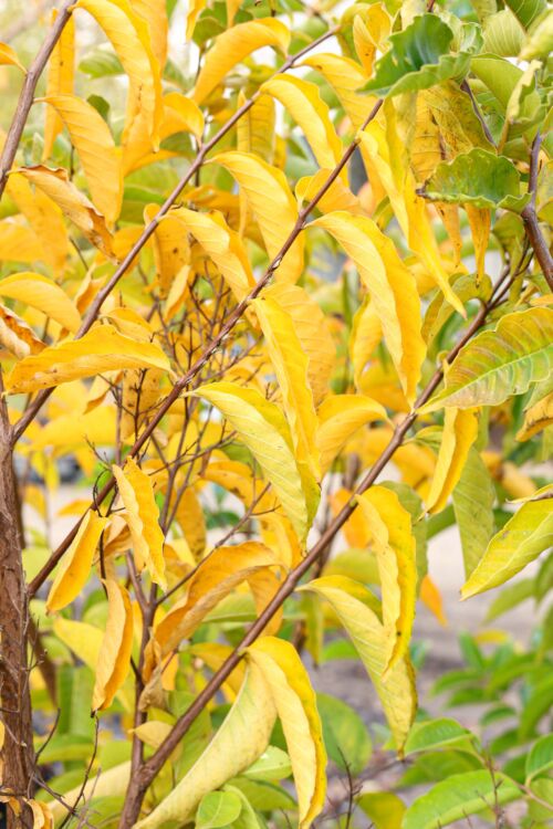 Lagerstroemia fauriei ‘Townhouse’ – Crepe Myrtle - Autumn Leaves