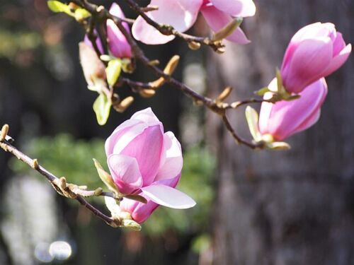 Magnolia ‘Iolanthe’ pink spring flowers