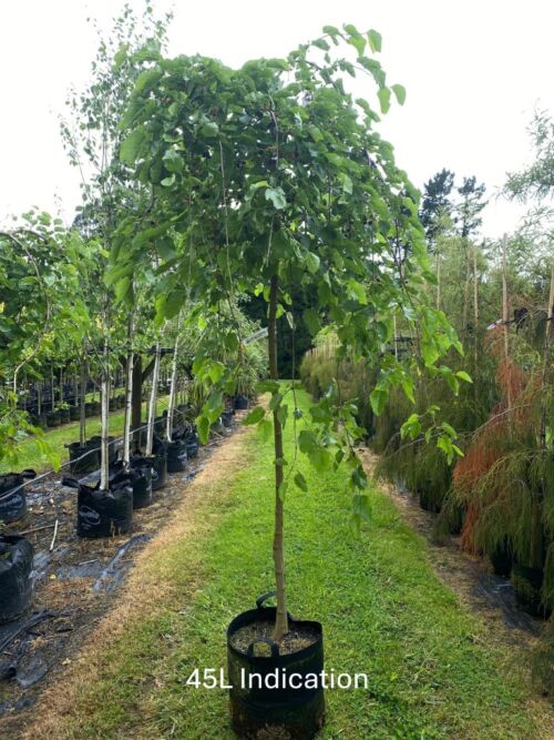 Morus alba ‘Pendula’ - Weeping White Mulberry 45L Nursery specimen