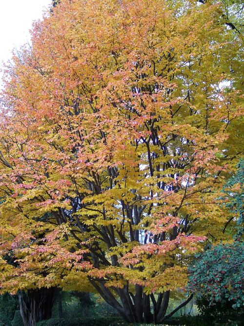 Parrotia persica - Persian Ironwood tree in autumn