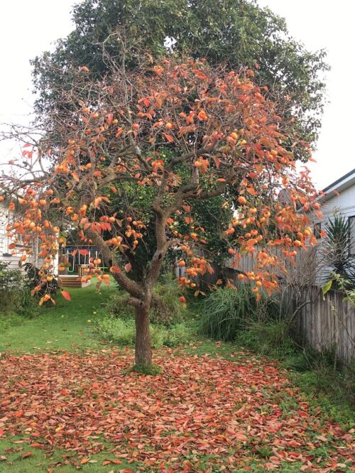 Persimmon ‘Fuyu’ - Persimmon in orange autumn leaves and fruit
