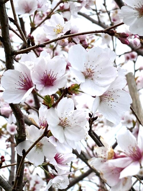 Prunus yedoensis ‘Mountain Haze’ pale pink flowers in spring