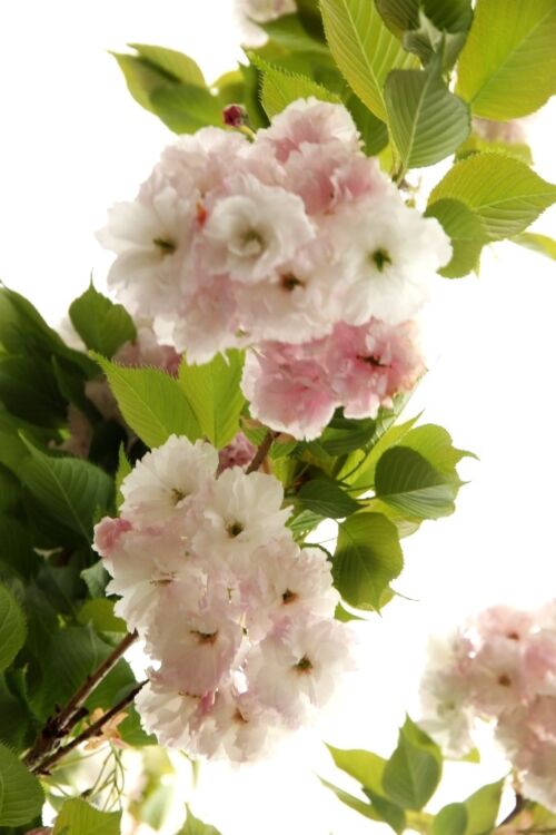 Prunus serrulata ‘Shimidsu Sakura’ - Moonlight Cherry pink and white blossoms