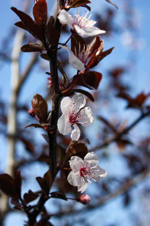 Prunus cerasifera ‘Thundercloud’ pink flower, dark purple red foliage