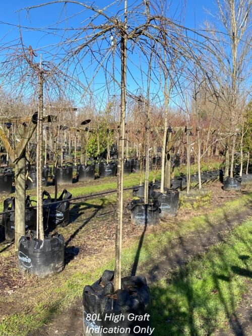 Prunus subhirtella ‘Pendula Rosea’ 80L Nursery Specimen in Winter