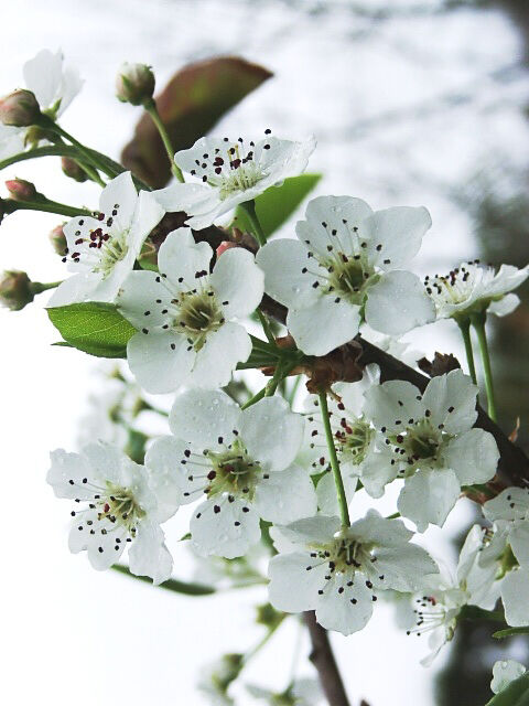 Pyrus calleryana 'Kea' - Callery Pear