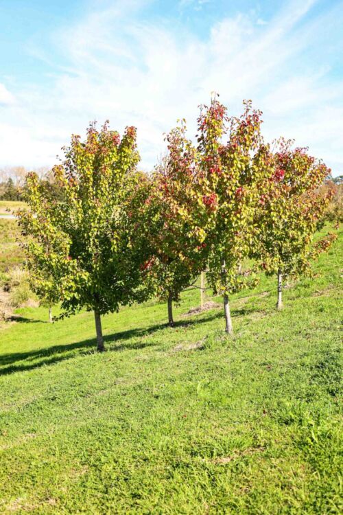 Pyrus calleryana ‘Bradford’ - Callery Pear trees in a park setting. Summer foliage