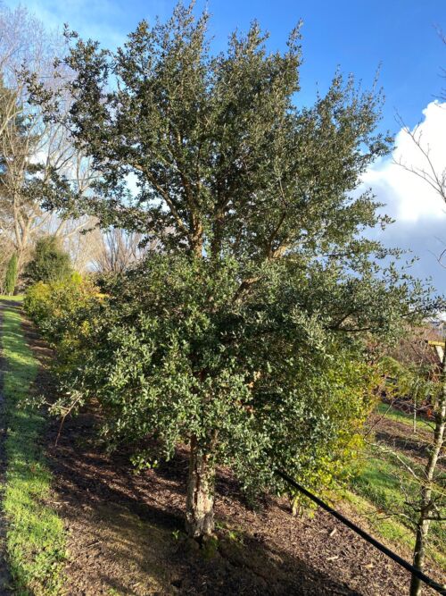 Quercus suber - Cork Oak tree