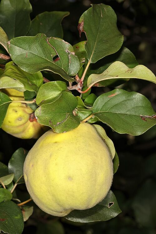 Quince 'Smyrna' - Quince yellow fruit